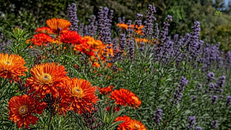Summer Blooming Flowers for Vibrant Garden Beauty